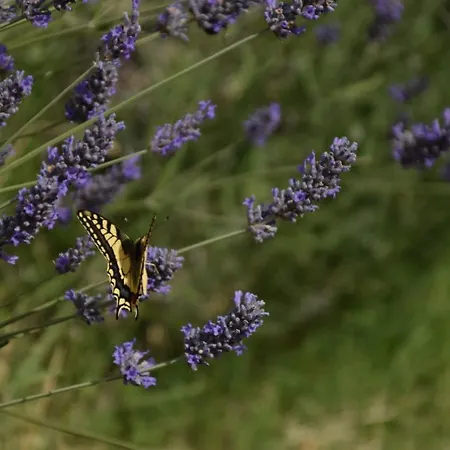 Valle Del Lupo Venkovský dům