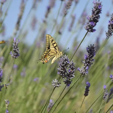 Valle Del Lupo Venkovský dům San Ginesio